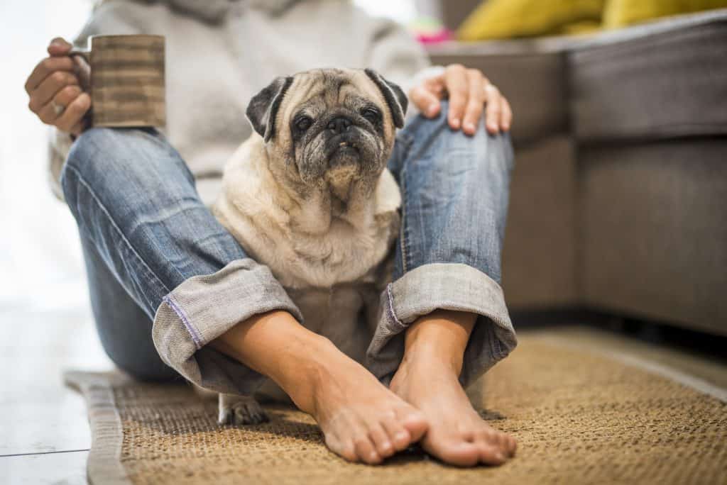 why does my dog lick my feet