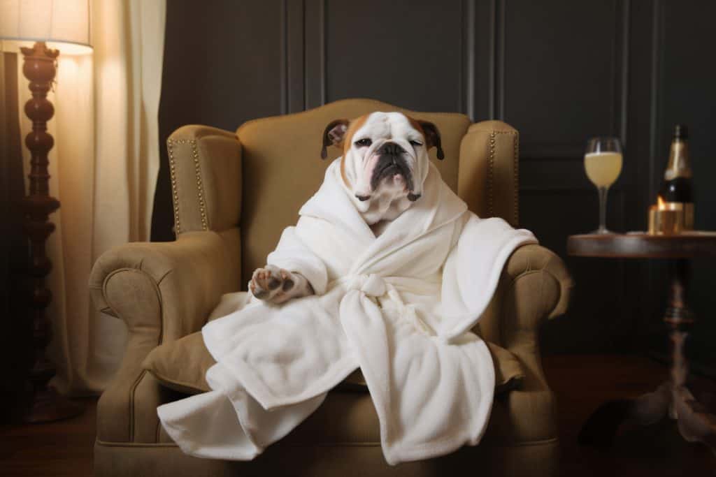 medicated dog shampoo